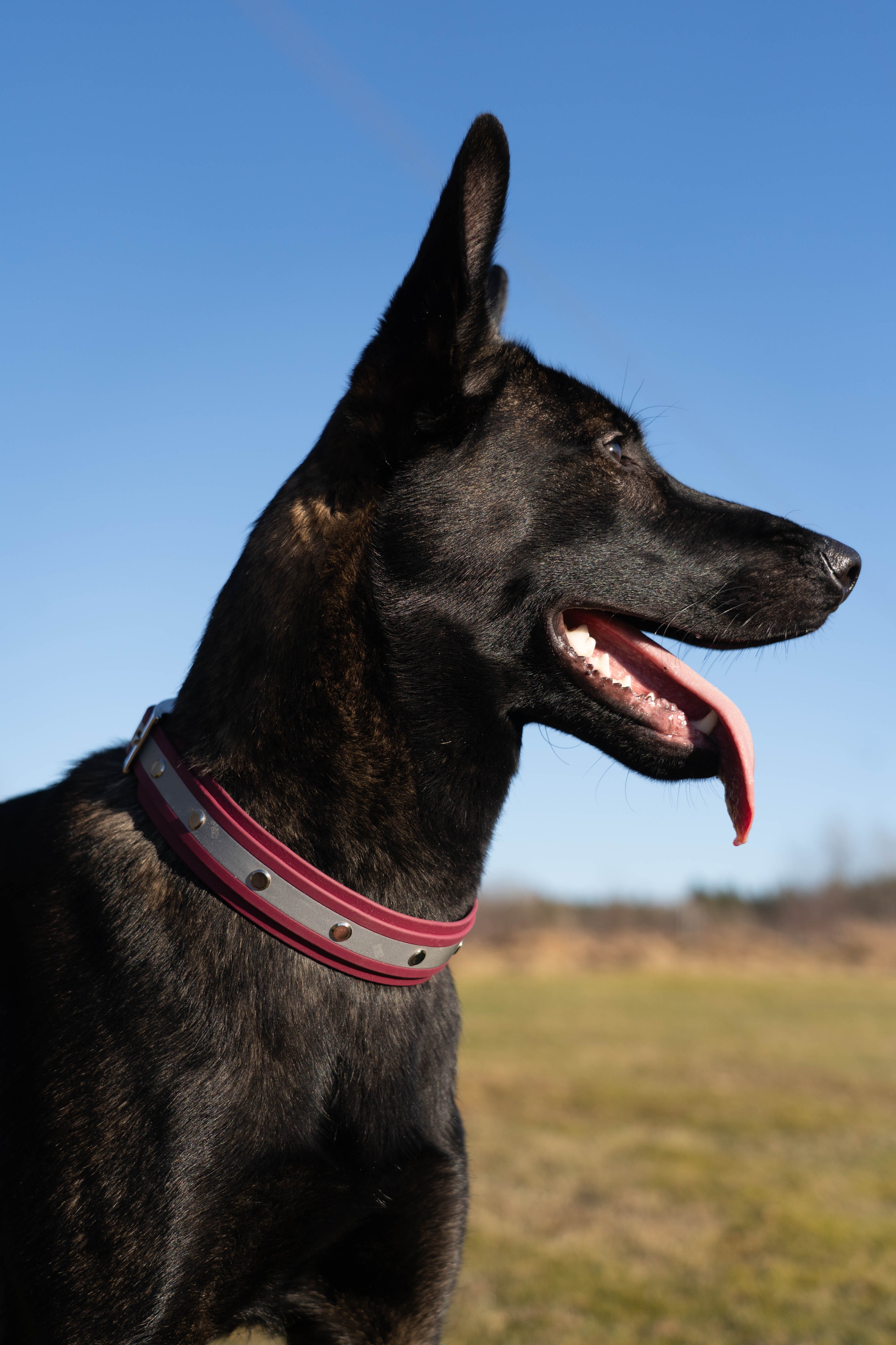 Reflective Layered Collar