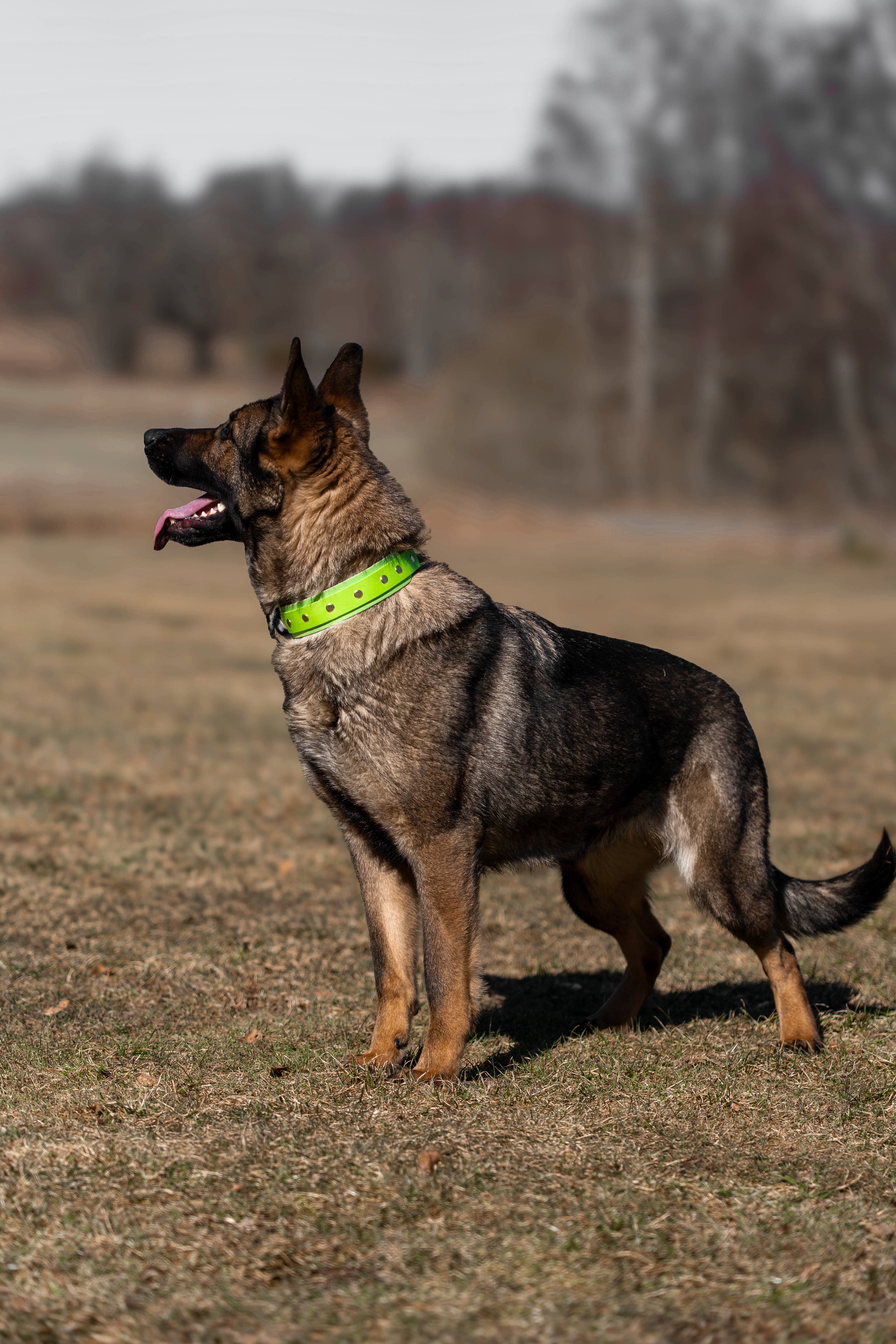 Layered Collar - Chain