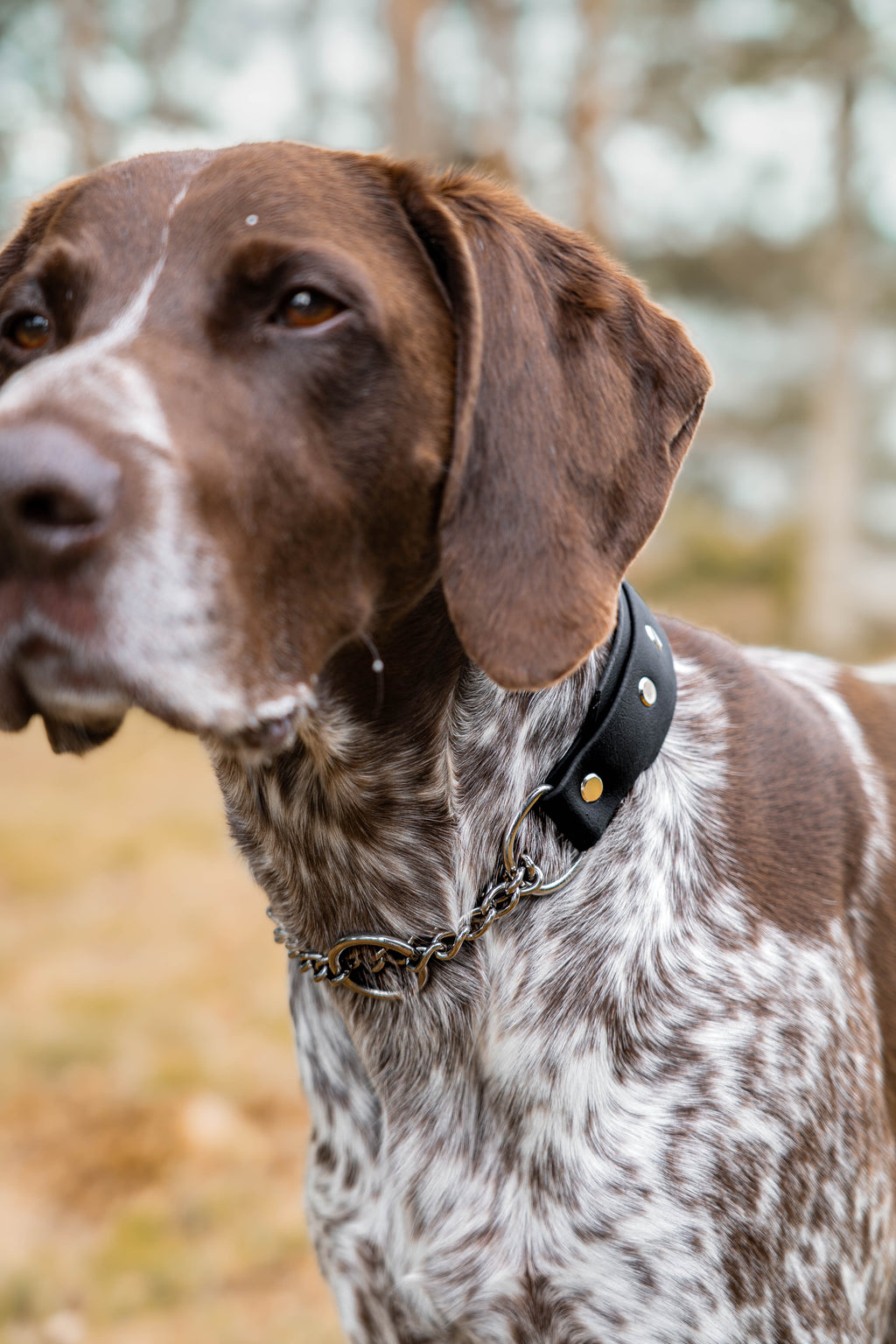 Layered Collar - Chain