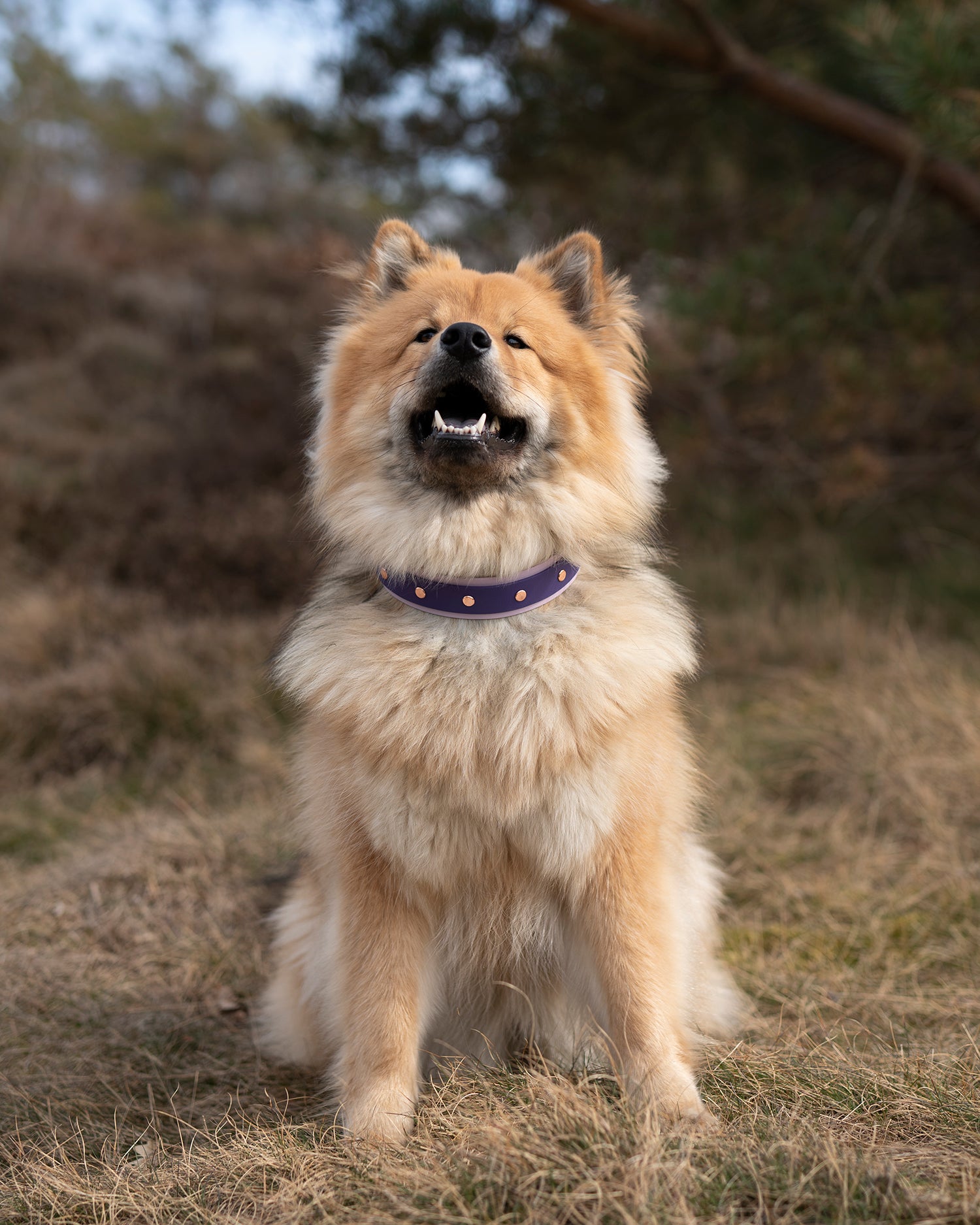 Layered Collar - Chain